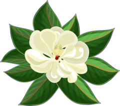 magnolia